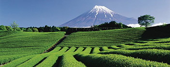 Tea tour of Japan
