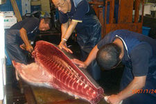 Tsukiji Fish market tour