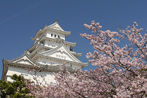 Sakura Tour