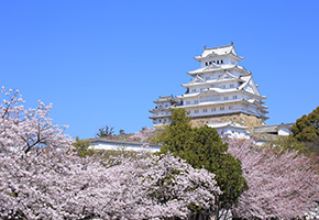 Japan Sakura Tour